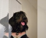 Small Photo #1 Labradoodle Puppy For Sale in TAVARES, FL, USA