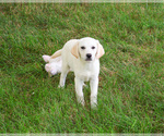 Small #8 Labrador Retriever