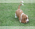 Small Photo #34 Basset Hound Puppy For Sale in MEMPHIS, MO, USA