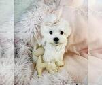 Image preview for Ad Listing. Nickname: Maltese Puppies