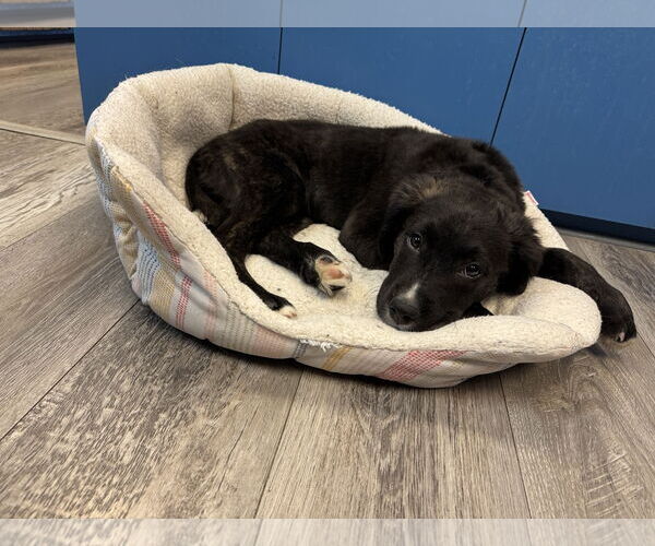 Medium Photo #2 Borador Puppy For Sale in Royal Palm Beach, FL, USA