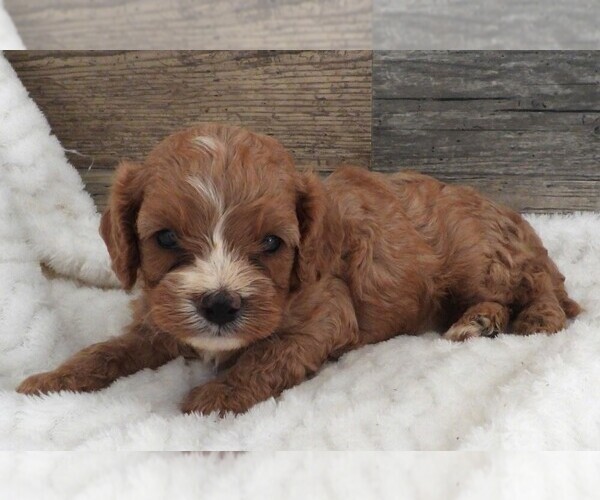 Medium Photo #3 Cavapoo Puppy For Sale in CARLISLE, KY, USA