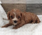 Small #2 Cavapoo