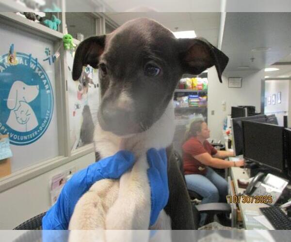 Medium Photo #1 American Pit Bull Terrier-Unknown Mix Puppy For Sale in Oklahoma City, OK, USA