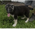 Small Photo #5 German Shepherd Dog Puppy For Sale in SWANSBORO, NC, USA