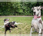 Small #1 Great Dane