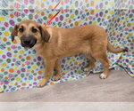 Small #7 Australian Retriever