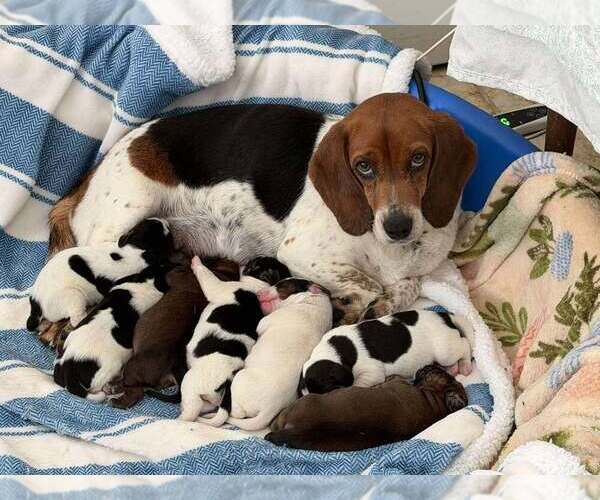 Medium Photo #10 Beagle Puppy For Sale in New York, NY, USA