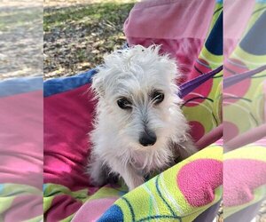 Miniature Schnauzer-Unknown Mix Dogs for adoption in Missouri City, TX, USA