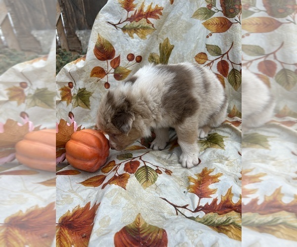 Medium Photo #3 Australian Shepherd Puppy For Sale in COTOPAXI, CO, USA