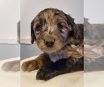 Small Photo #39 Aussiedoodle Puppy For Sale in ATHENS TOWNSHIP, PA, USA