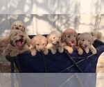 Small Photo #2 Labradoodle Puppy For Sale in JARRELL, TX, USA