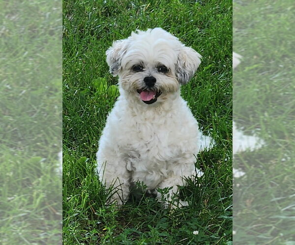 Medium Photo #1 Maltichon Puppy For Sale in Fairfax, VA, USA