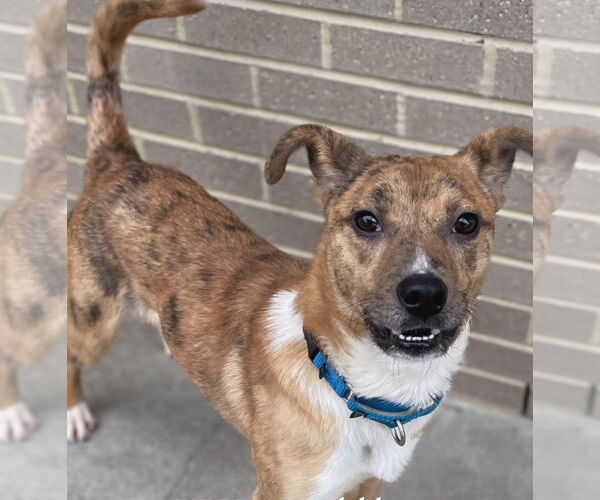 Medium Photo #3 Mutt Puppy For Sale in Canton, CT, USA