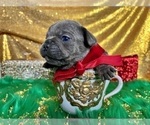 Small Photo #81 French Bulldog Puppy For Sale in HAYWARD, CA, USA