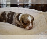 Small Photo #4 Miniature Australian Shepherd Puppy For Sale in WICHITA FALLS, TX, USA