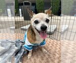 Small Photo #1 Chihuahua Puppy For Sale in Newport Beach, CA, USA