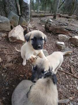 Medium Photo #1 Anatolian Shepherd Puppy For Sale in LAURENS, SC, USA
