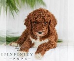 Small Goldendoodle (Miniature)