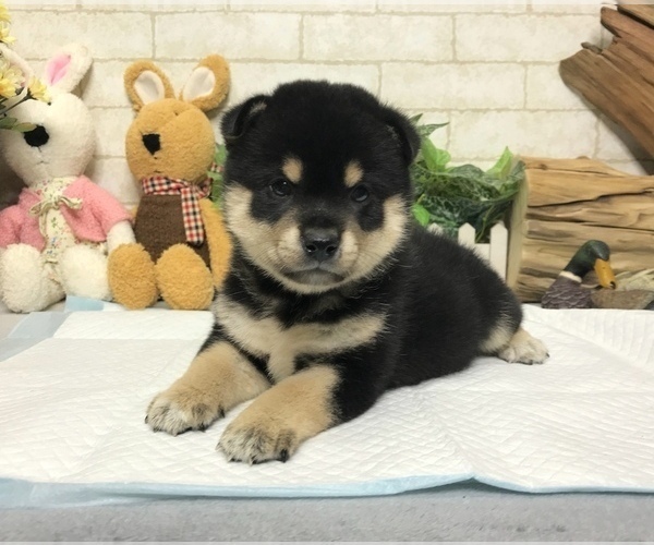 Medium Photo #5 Shiba Inu Puppy For Sale in EMPIRE STATE, NY, USA