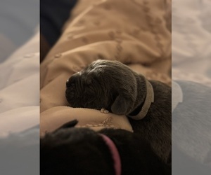 Medium Cane Corso