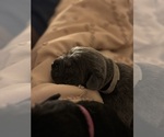 Puppy Norbert Cane Corso