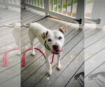 Small #18 American Bulldog Mix