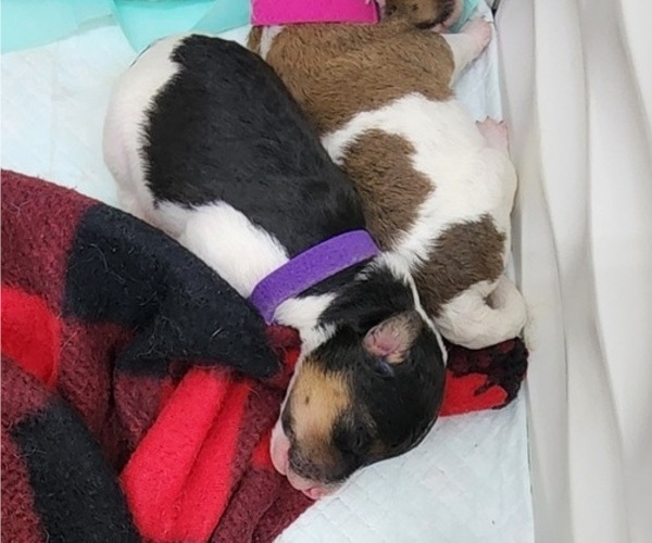 Medium Photo #6 Wire Fox Terrier Puppy For Sale in BURLESON, TX, USA