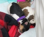 Small Photo #6 Wire Fox Terrier Puppy For Sale in BURLESON, TX, USA