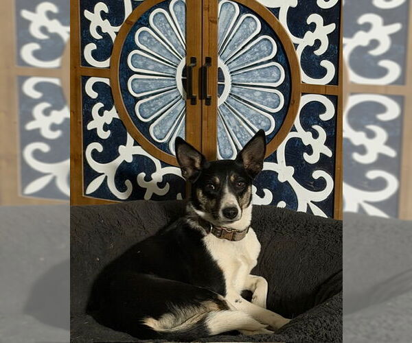 Medium Photo #10 Mutt Puppy For Sale in Sandy, UT, USA