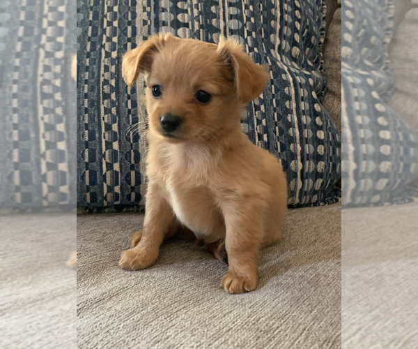 Medium Photo #3 Chiweenie Puppy For Sale in CLOVER, SC, USA