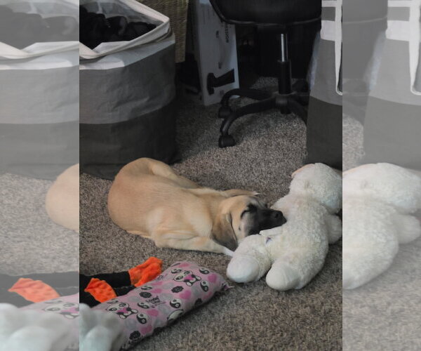 Medium Photo #3 Mastiff-Unknown Mix Puppy For Sale in Goodyear, AZ, USA