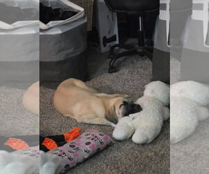 Winnie - Female Mastiff-Unknown Mix Dog for Adoption - Photo #3