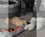 Small Photo #3 Mastiff-Unknown Mix Puppy For Sale in Goodyear, AZ, USA