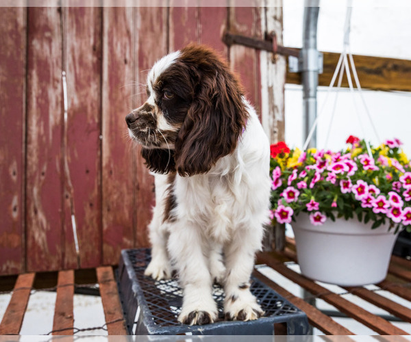 Medium Photo #7 Cockapoo Puppy For Sale in WAKARUSA, IN, USA