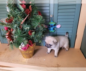 Pug Puppy for sale in JACKSON, MI, USA