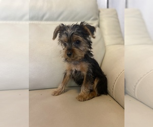 Yorkshire Terrier Puppy for sale in LOWELL, MA, USA