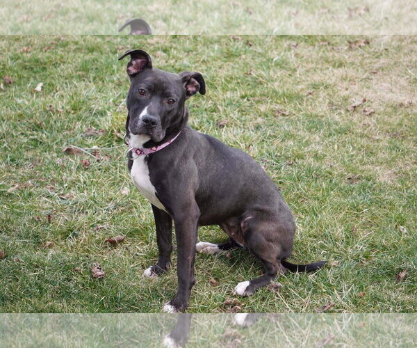 Medium Photo #56 American Pit Bull Terrier-Unknown Mix Puppy For Sale in Germantown, OH, USA