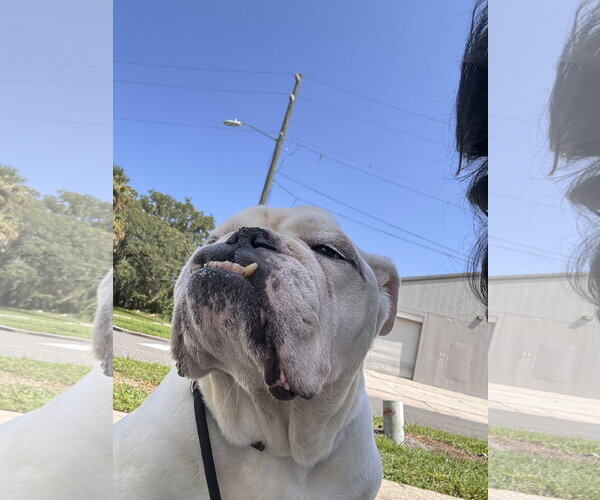 Medium Photo #9 Bulldog Puppy For Sale in Sanford, FL, USA