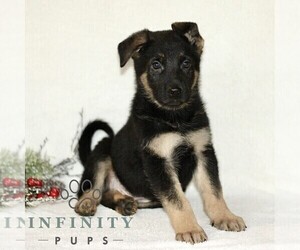 German Shepherd Dog Puppy for sale in PARADISE, PA, USA