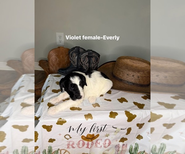 Medium Photo #9 Goldendoodle mix (+ Poodle Standard) Puppy For Sale in WEAVER, AL, USA