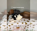 Small #8 Goldendoodle mix (+ Poodle Standard)