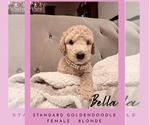 Litter of 8 - Male(s) and Female(s) GoldendoodleLitter of Puppies for Sale - Photo #2