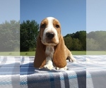 Small Photo #23 Basset Hound Puppy For Sale in PETERSBURG, IN, USA