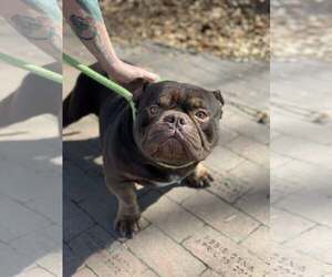 Mutt Dogs for adoption in Hillsboro, NH, USA