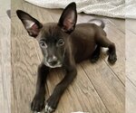 Small Photo #3 Labrador Retriever-Unknown Mix Puppy For Sale in Royal Palm Beach, FL, USA