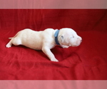 Small Photo #2 Dalmatian Puppy For Sale in KATY, TX, USA