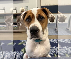 Pointer-Unknown Mix Dogs for adoption in Boston, MA, USA