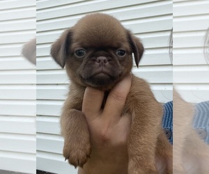 Brussels Griffon Puppy for sale in BOYD, MN, USA