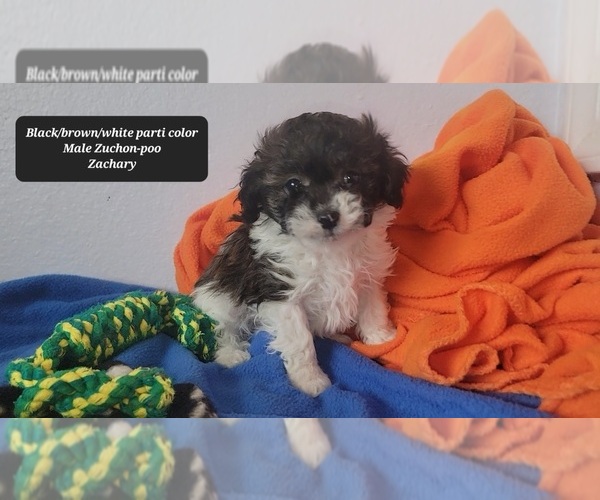 Medium Photo #3 Zuchon Puppy For Sale in TUCSON, AZ, USA